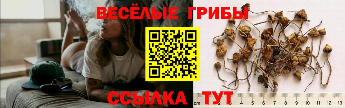 Кубинка  Галлюциногенные грибы Cubensis  Вход с VPN 